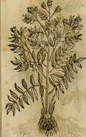 An illustration from Rerum medicarum Novae Hispaniae thesaurus, seu, Plantarum animalium mineralium Mexicanorum historia (1651)