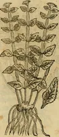 An illustration from Rerum medicarum Novae Hispaniae thesaurus, seu, Plantarum animalium mineralium Mexicanorum historia (1651)