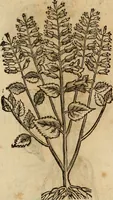 An illustration from Rerum medicarum Novae Hispaniae thesaurus, seu, Plantarum animalium mineralium Mexicanorum historia (1651)