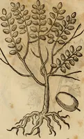 Picture 504 of 812 from Rerum medicarum Novae Hispaniae thesaurus, seu, Plantarum animalium mineralium Mexicanorum historia (1651), leaf 431