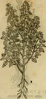 An illustration from Rerum medicarum Novae Hispaniae thesaurus, seu, Plantarum animalium mineralium Mexicanorum historia (1651)