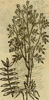 Picture 507 of 812 from Rerum medicarum Novae Hispaniae thesaurus, seu, Plantarum animalium mineralium Mexicanorum historia (1651), leaf 432