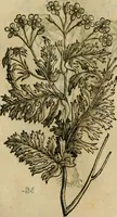 An illustration from Rerum medicarum Novae Hispaniae thesaurus, seu, Plantarum animalium mineralium Mexicanorum historia (1651)