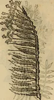 An illustration from Rerum medicarum Novae Hispaniae thesaurus, seu, Plantarum animalium mineralium Mexicanorum historia (1651)