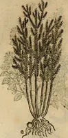 An illustration from Rerum medicarum Novae Hispaniae thesaurus, seu, Plantarum animalium mineralium Mexicanorum historia (1651)