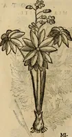 An illustration from Rerum medicarum Novae Hispaniae thesaurus, seu, Plantarum animalium mineralium Mexicanorum historia (1651)