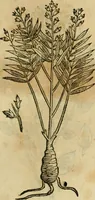 An illustration from Rerum medicarum Novae Hispaniae thesaurus, seu, Plantarum animalium mineralium Mexicanorum historia (1651)