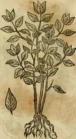 Picture 513 of 812 from Rerum medicarum Novae Hispaniae thesaurus, seu, Plantarum animalium mineralium Mexicanorum historia (1651), leaf 434