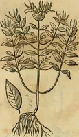 Picture 514 of 812 from Rerum medicarum Novae Hispaniae thesaurus, seu, Plantarum animalium mineralium Mexicanorum historia (1651), leaf 434