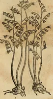 An illustration from Rerum medicarum Novae Hispaniae thesaurus, seu, Plantarum animalium mineralium Mexicanorum historia (1651)