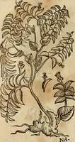 An illustration from Rerum medicarum Novae Hispaniae thesaurus, seu, Plantarum animalium mineralium Mexicanorum historia (1651)