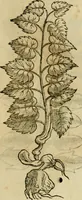 Picture 518 of 812 from Rerum medicarum Novae Hispaniae thesaurus, seu, Plantarum animalium mineralium Mexicanorum historia (1651), leaf 436