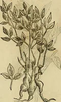 An illustration from Rerum medicarum Novae Hispaniae thesaurus, seu, Plantarum animalium mineralium Mexicanorum historia (1651)