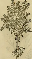 An illustration from Rerum medicarum Novae Hispaniae thesaurus, seu, Plantarum animalium mineralium Mexicanorum historia (1651)