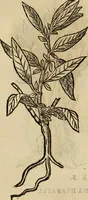 An illustration from Rerum medicarum Novae Hispaniae thesaurus, seu, Plantarum animalium mineralium Mexicanorum historia (1651)