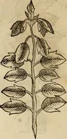 An illustration from Rerum medicarum Novae Hispaniae thesaurus, seu, Plantarum animalium mineralium Mexicanorum historia (1651)