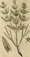 An illustration from Rerum medicarum Novae Hispaniae thesaurus, seu, Plantarum animalium mineralium Mexicanorum historia (1651)