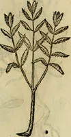 An illustration from Rerum medicarum Novae Hispaniae thesaurus, seu, Plantarum animalium mineralium Mexicanorum historia (1651)