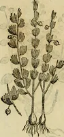 An illustration from Rerum medicarum Novae Hispaniae thesaurus, seu, Plantarum animalium mineralium Mexicanorum historia (1651)