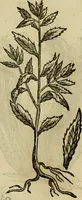 An illustration from Rerum medicarum Novae Hispaniae thesaurus, seu, Plantarum animalium mineralium Mexicanorum historia (1651)