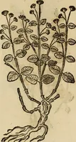 Picture 527 of 812 from Rerum medicarum Novae Hispaniae thesaurus, seu, Plantarum animalium mineralium Mexicanorum historia (1651), leaf 439