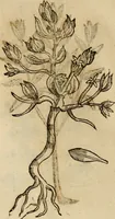 An illustration from Rerum medicarum Novae Hispaniae thesaurus, seu, Plantarum animalium mineralium Mexicanorum historia (1651)