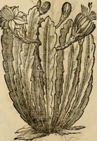 An illustration from Rerum medicarum Novae Hispaniae thesaurus, seu, Plantarum animalium mineralium Mexicanorum historia (1651)