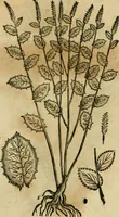 Picture 530 of 812 from Rerum medicarum Novae Hispaniae thesaurus, seu, Plantarum animalium mineralium Mexicanorum historia (1651), leaf 440
