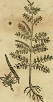Picture 531 of 812 from Rerum medicarum Novae Hispaniae thesaurus, seu, Plantarum animalium mineralium Mexicanorum historia (1651), leaf 440