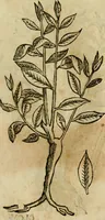 An illustration from Rerum medicarum Novae Hispaniae thesaurus, seu, Plantarum animalium mineralium Mexicanorum historia (1651)