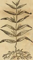Picture 533 of 812 from Rerum medicarum Novae Hispaniae thesaurus, seu, Plantarum animalium mineralium Mexicanorum historia (1651), leaf 441