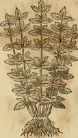 Picture 534 of 812 from Rerum medicarum Novae Hispaniae thesaurus, seu, Plantarum animalium mineralium Mexicanorum historia (1651), leaf 441