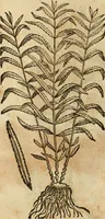 An illustration from Rerum medicarum Novae Hispaniae thesaurus, seu, Plantarum animalium mineralium Mexicanorum historia (1651)
