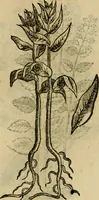 An illustration from Rerum medicarum Novae Hispaniae thesaurus, seu, Plantarum animalium mineralium Mexicanorum historia (1651)
