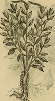 Picture 537 of 812 from Rerum medicarum Novae Hispaniae thesaurus, seu, Plantarum animalium mineralium Mexicanorum historia (1651), leaf 442