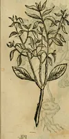 Picture 538 of 812 from Rerum medicarum Novae Hispaniae thesaurus, seu, Plantarum animalium mineralium Mexicanorum historia (1651), leaf 442
