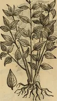 Picture 539 of 812 from Rerum medicarum Novae Hispaniae thesaurus, seu, Plantarum animalium mineralium Mexicanorum historia (1651), leaf 443