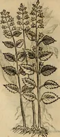 An illustration from Rerum medicarum Novae Hispaniae thesaurus, seu, Plantarum animalium mineralium Mexicanorum historia (1651)