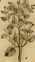 An illustration from Rerum medicarum Novae Hispaniae thesaurus, seu, Plantarum animalium mineralium Mexicanorum historia (1651)