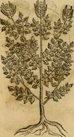 Picture 543 of 812 from Rerum medicarum Novae Hispaniae thesaurus, seu, Plantarum animalium mineralium Mexicanorum historia (1651), leaf 444