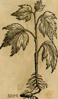 An illustration from Rerum medicarum Novae Hispaniae thesaurus, seu, Plantarum animalium mineralium Mexicanorum historia (1651)