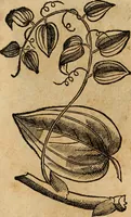An illustration from Rerum medicarum Novae Hispaniae thesaurus, seu, Plantarum animalium mineralium Mexicanorum historia (1651)