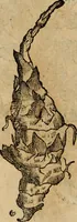 An illustration from Rerum medicarum Novae Hispaniae thesaurus, seu, Plantarum animalium mineralium Mexicanorum historia (1651)