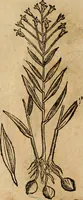 An illustration from Rerum medicarum Novae Hispaniae thesaurus, seu, Plantarum animalium mineralium Mexicanorum historia (1651)