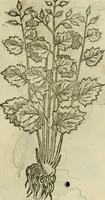 Picture 548 of 812 from Rerum medicarum Novae Hispaniae thesaurus, seu, Plantarum animalium mineralium Mexicanorum historia (1651), leaf 446