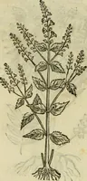 An illustration from Rerum medicarum Novae Hispaniae thesaurus, seu, Plantarum animalium mineralium Mexicanorum historia (1651)
