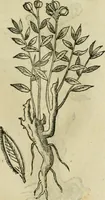 Picture 550 of 812 from Rerum medicarum Novae Hispaniae thesaurus, seu, Plantarum animalium mineralium Mexicanorum historia (1651), leaf 446