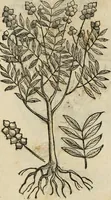 An illustration from Rerum medicarum Novae Hispaniae thesaurus, seu, Plantarum animalium mineralium Mexicanorum historia (1651)