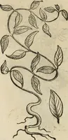 Picture 552 of 812 from Rerum medicarum Novae Hispaniae thesaurus, seu, Plantarum animalium mineralium Mexicanorum historia (1651), leaf 447
