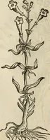 An illustration from Rerum medicarum Novae Hispaniae thesaurus, seu, Plantarum animalium mineralium Mexicanorum historia (1651)